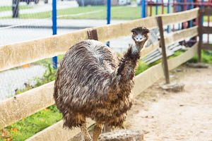 Minizoo Centra voľného času Dubnica nad Váhom - emu