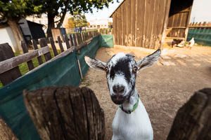 Minizoo Centra voľného času Dubnica nad Váhom - koza domáca