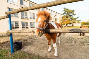 Minizoo Centra voľného času Dubnica nad Váhom - kone a poníky